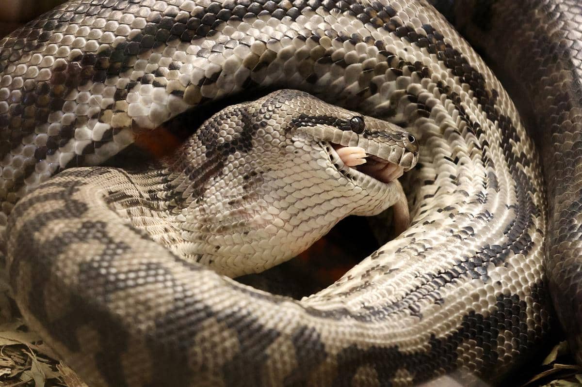 5 Fakta Piton Karpet, Ular Pemalu dengan Pola Kulit Mirip Permadani