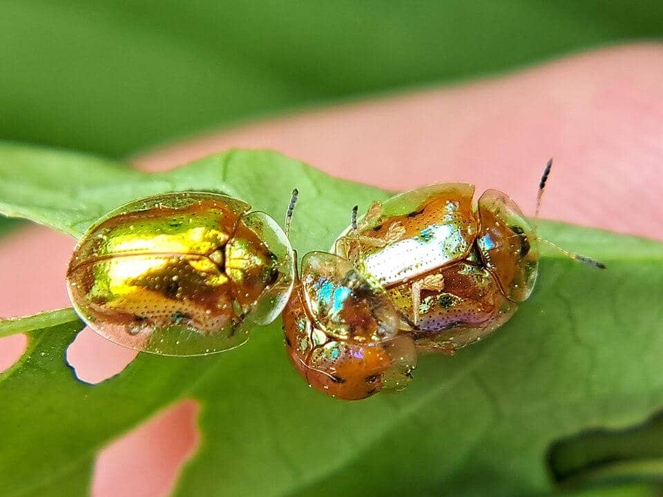 Kumbang Kura-kura Emas