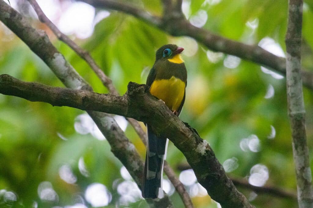 burung luntur sumatera termasuk satwa endemik Indonesia yang dilindungi