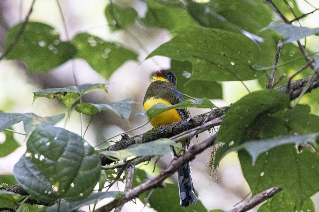 potret burung luntur sumatera di tengah dedaunan
