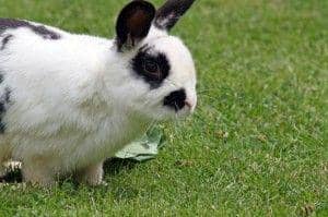 5 Hewan yang Warnanya Berubah Mengikuti Suhu Sekitarnya, Ada Apa Saja?