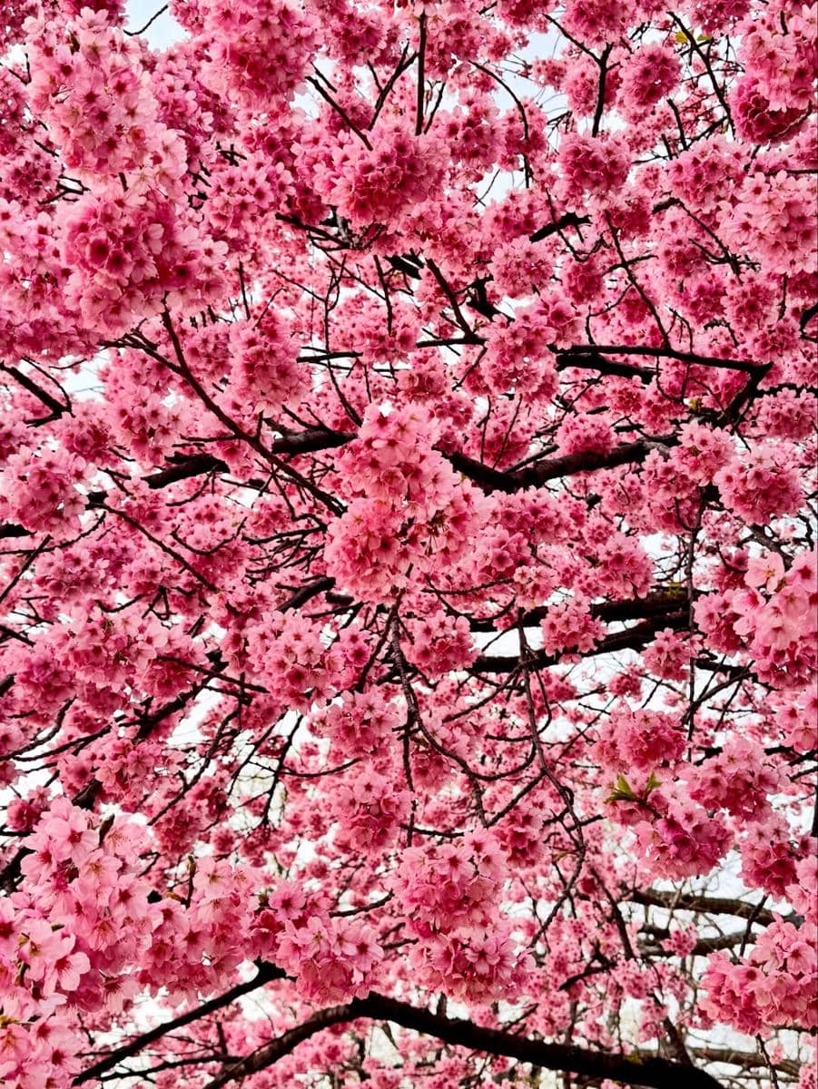 Keluarga Bobon Santoso liburan ke Jepang