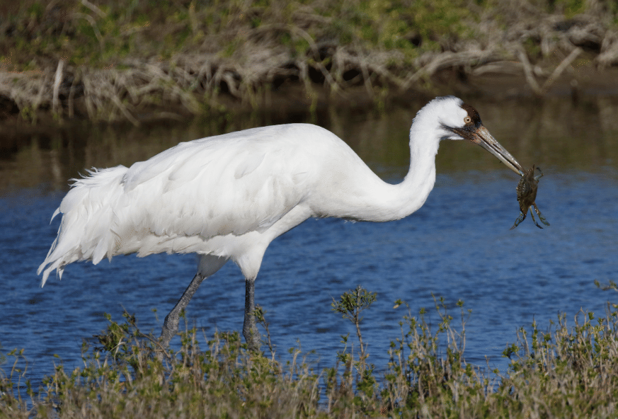burung whooping crane