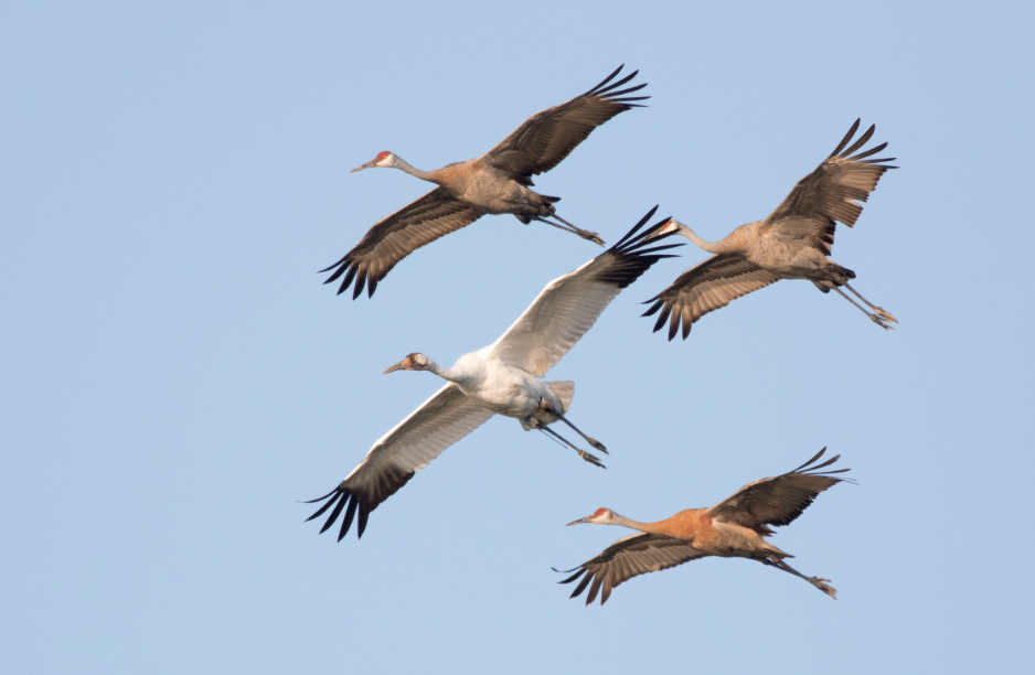 burung whooping crane