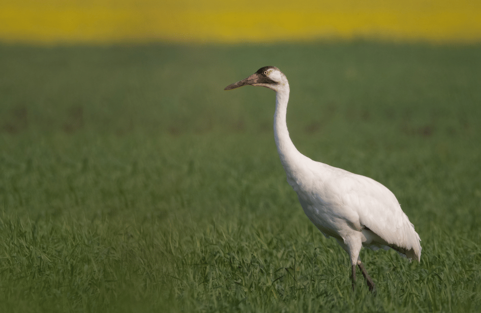 burung whooping crane