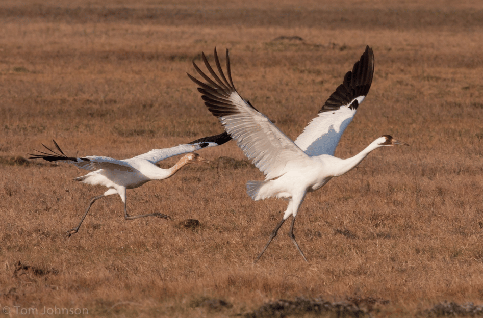 burung whooping crane