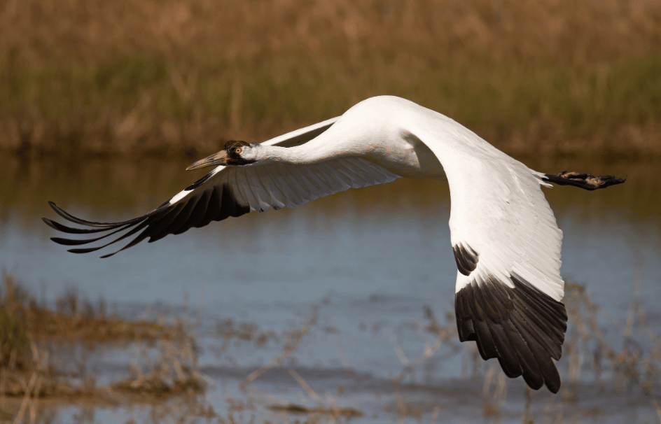 5 Fakta Whooping Crane, Bangau Putih Ikonik dengan Sayap Memukau