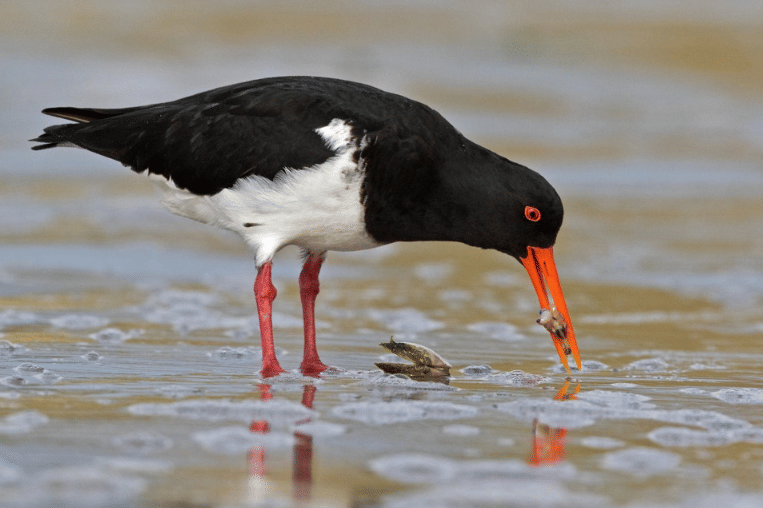 burung chatham islands oystercatcher