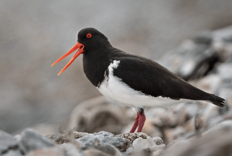 burung chatham islands oystercatcher