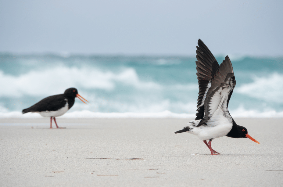 burung chatham islands oystercatcher