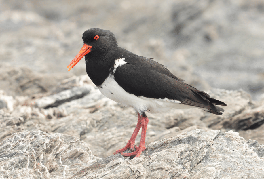 burung chatham islands oystercatcher