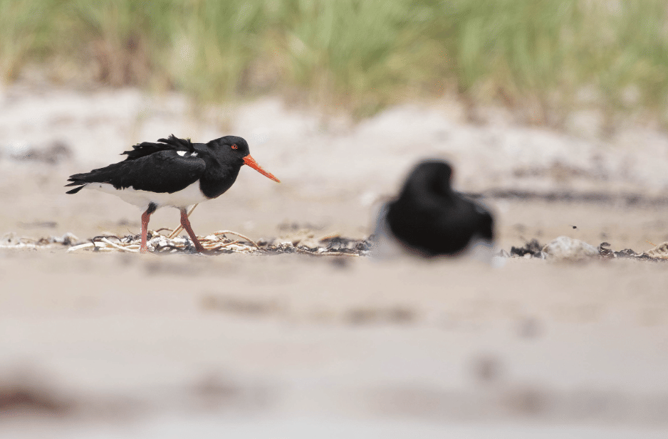 burung chatham islands oystercatcher
