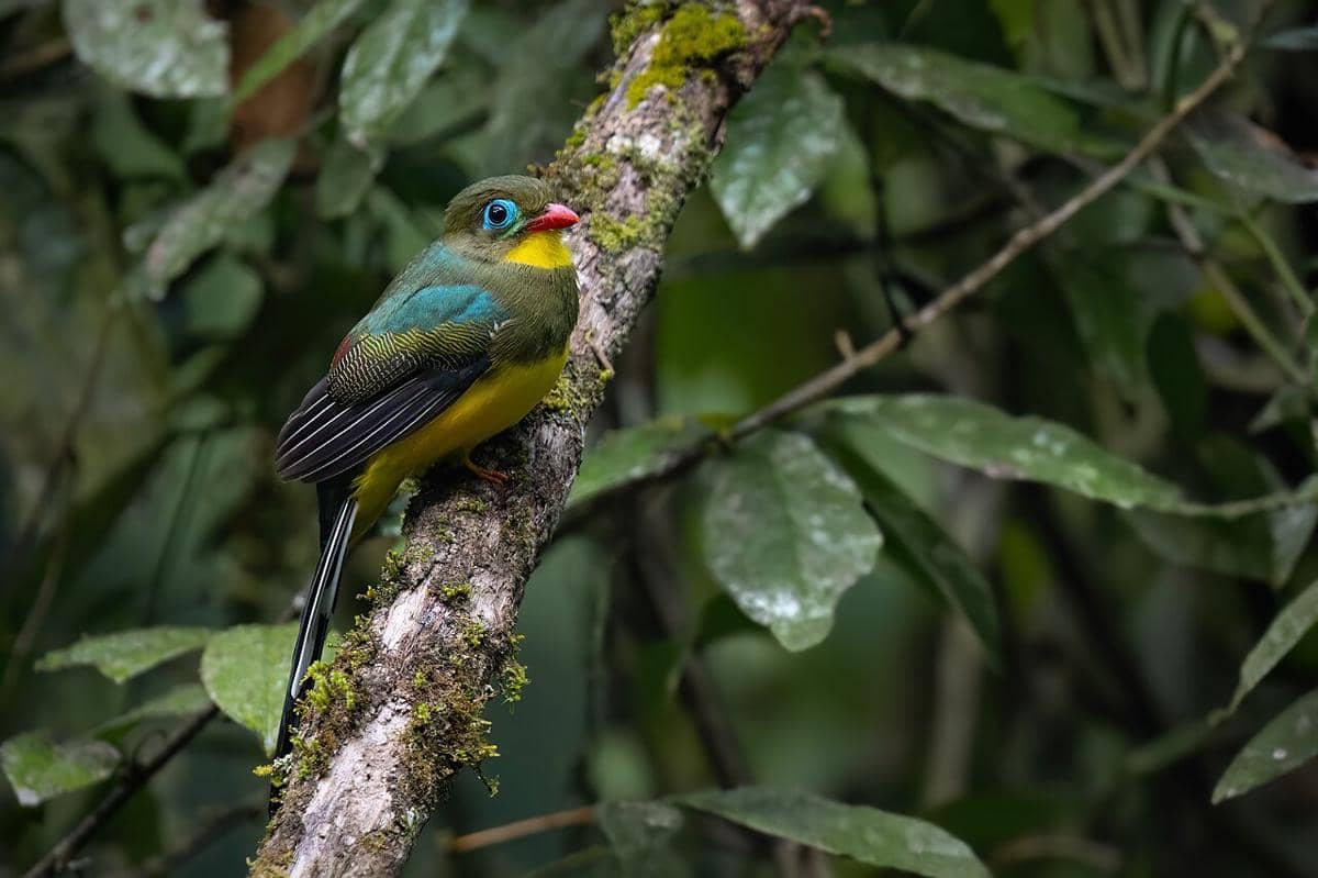 potret burung luntur sumatera jantan yang sedang bertengger di dahan pohon sambil memperlihatkan perpaduan warna bulunya yang cantik 