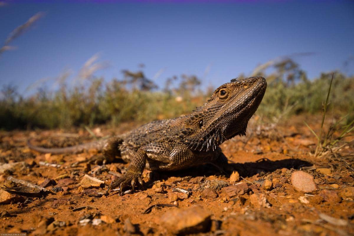 Eastern Bearded Dragon