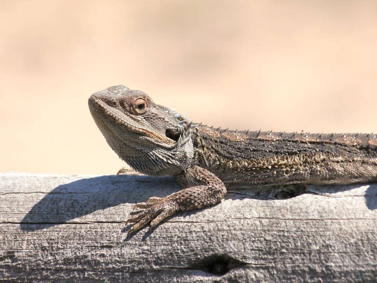 5 Fakta Eastern Bearded Dragon, Jenis Kelaminnya Ditentukan Suhu Udara