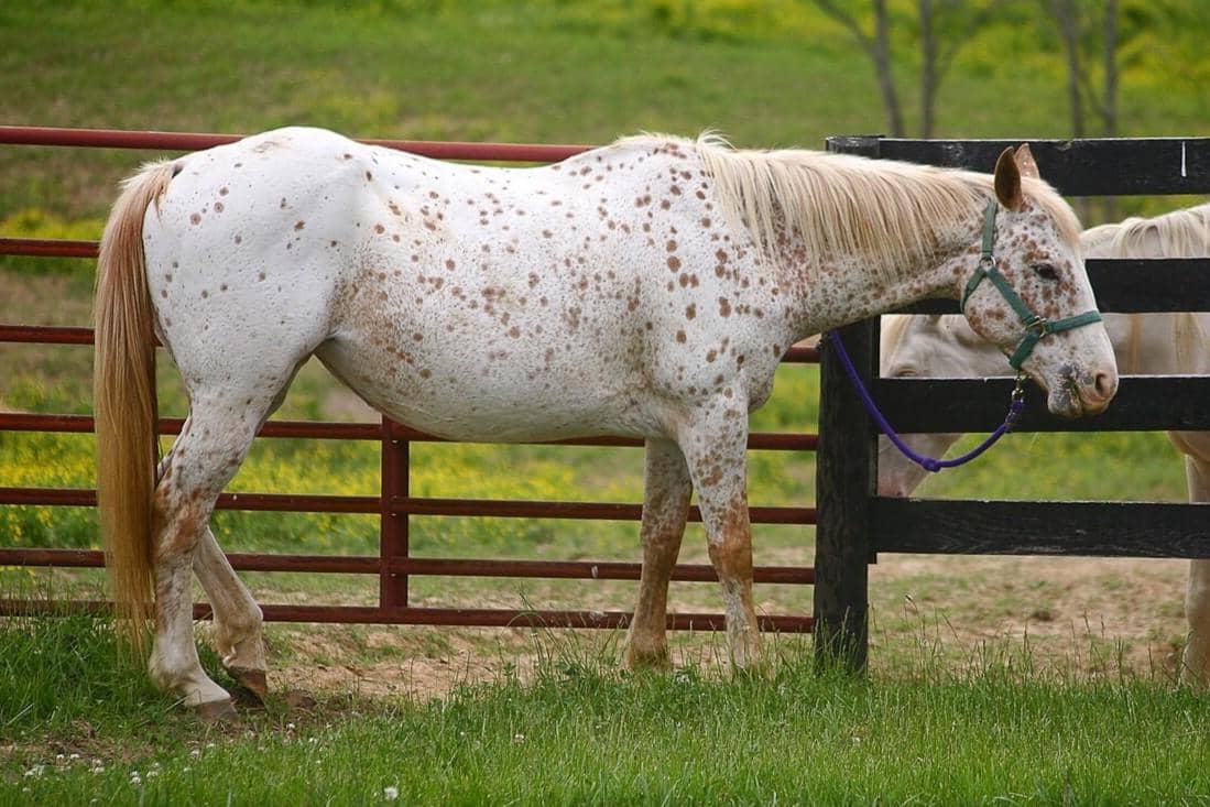 Kuda Appaloosa