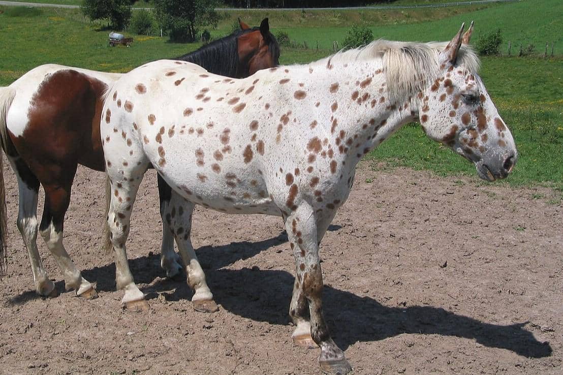 5 Fakta Kuda Appaloosa, Kuda Eksotis yang Rentan Mengalami Kebutaan