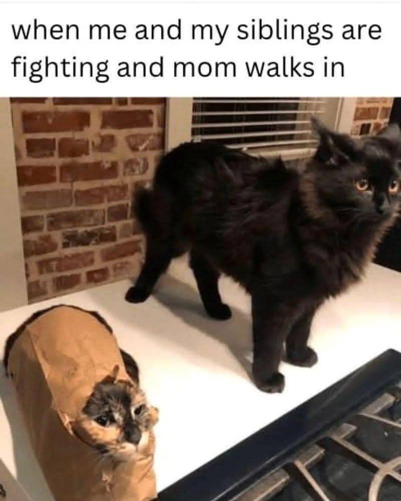 meme kucing tentang saudara