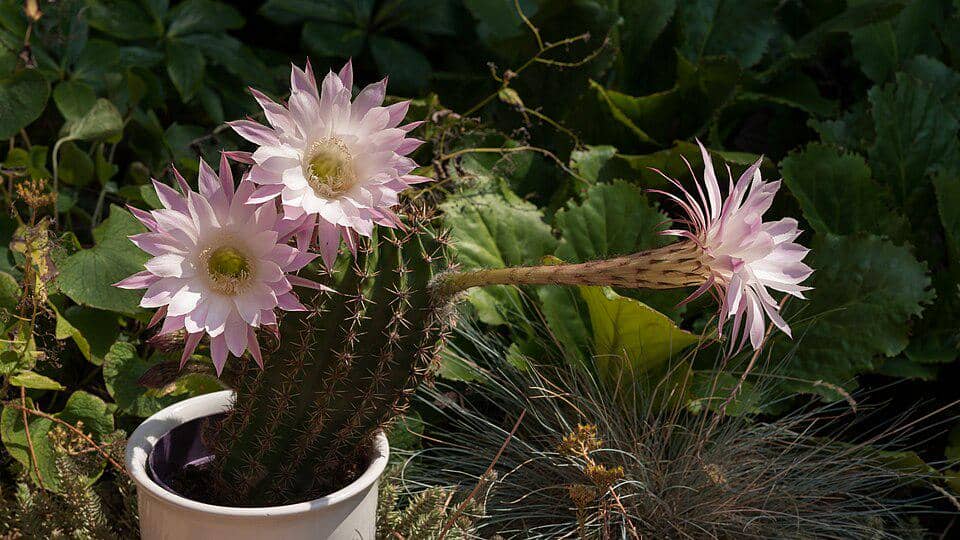 5 Fakta Easter Lily Cactus, Kaktus yang Mekar di Malam Hari