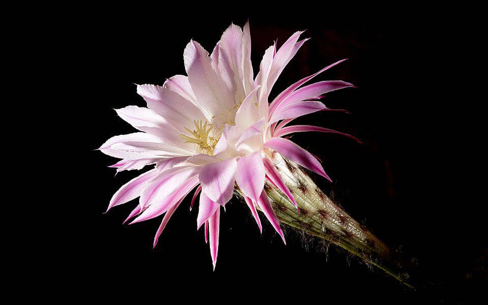 Bunga Echinopsis oxygona