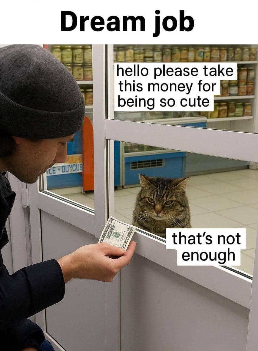 meme kucing tentang uang