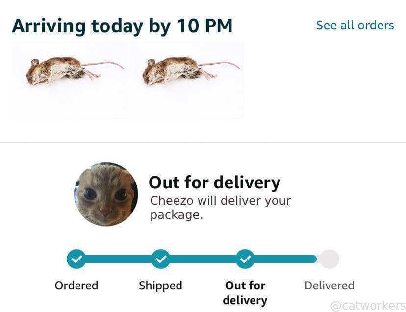 meme kucing tentang karyawan