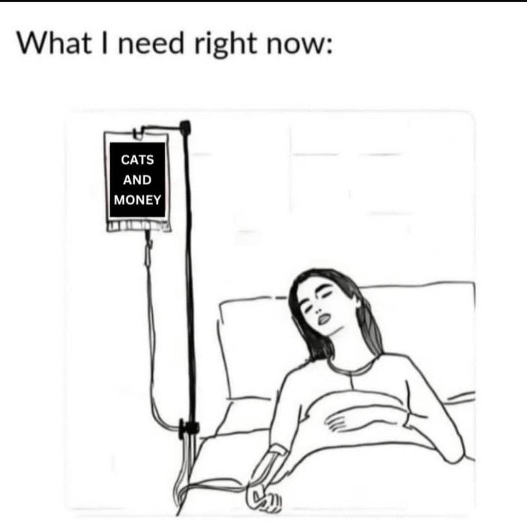 meme kucing tentang uang