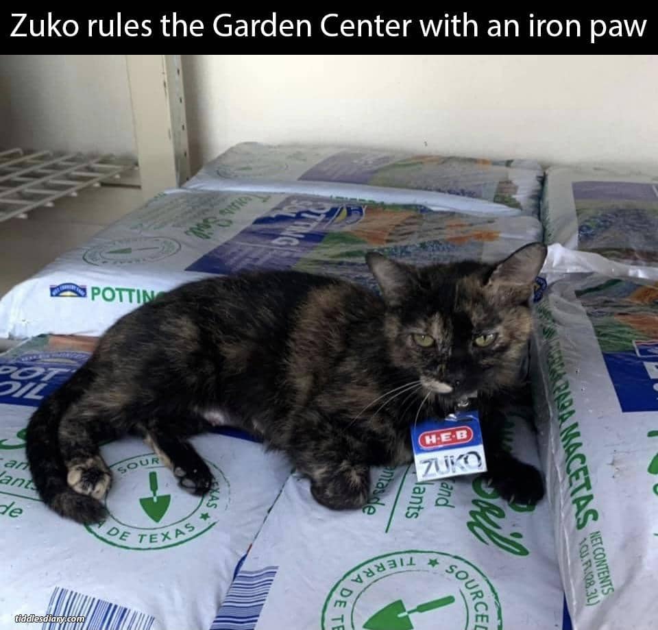 meme kucing tentang karyawan