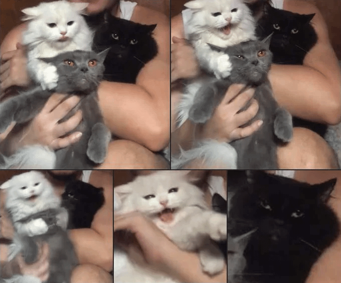 meme kucing tentang saudara