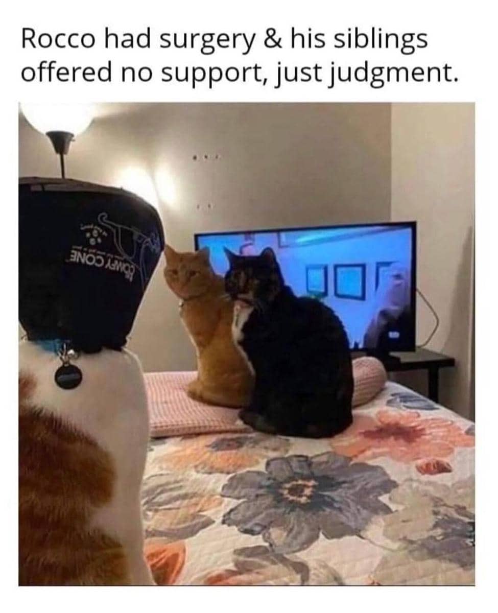 meme kucing tentang saudara