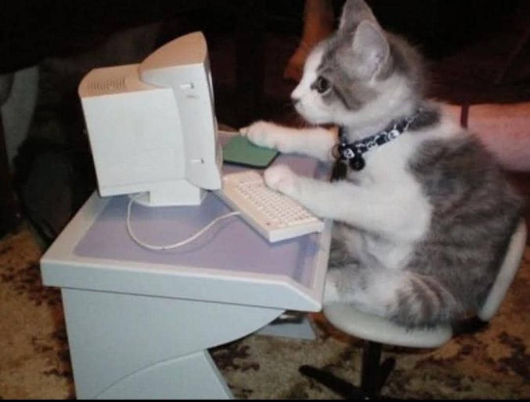 meme kucing tentang karyawan