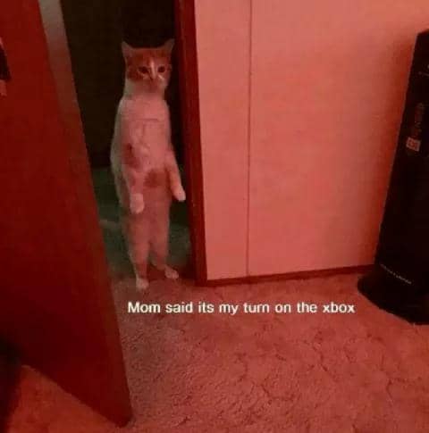 meme kucing tentang saudara