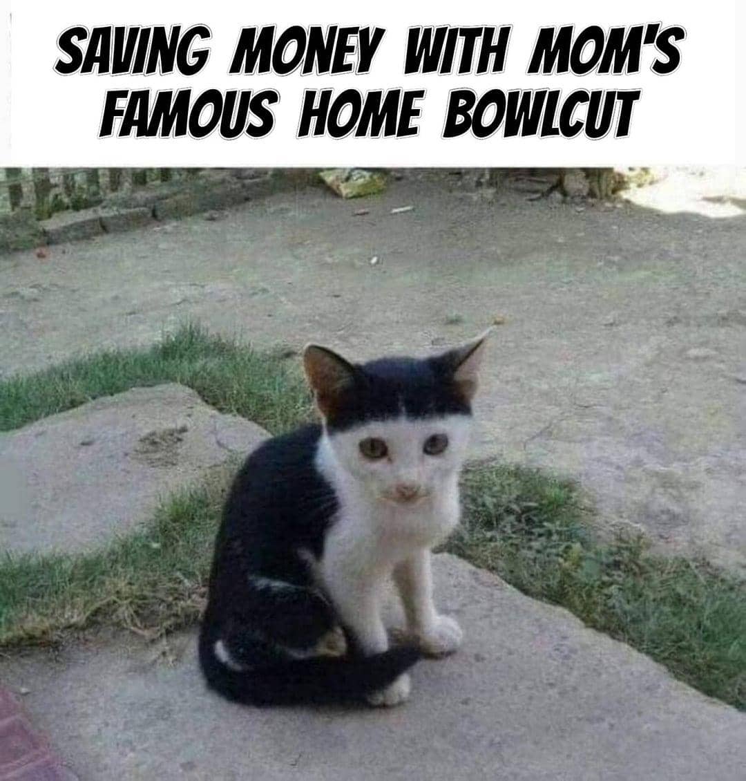 meme kucing tentang uang