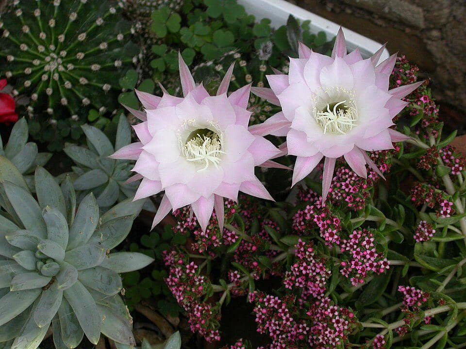 Bunga Echinopsis oxygona