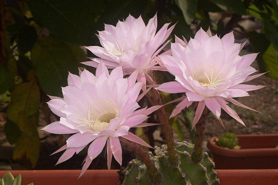 Bunga Echinopsis oxygona