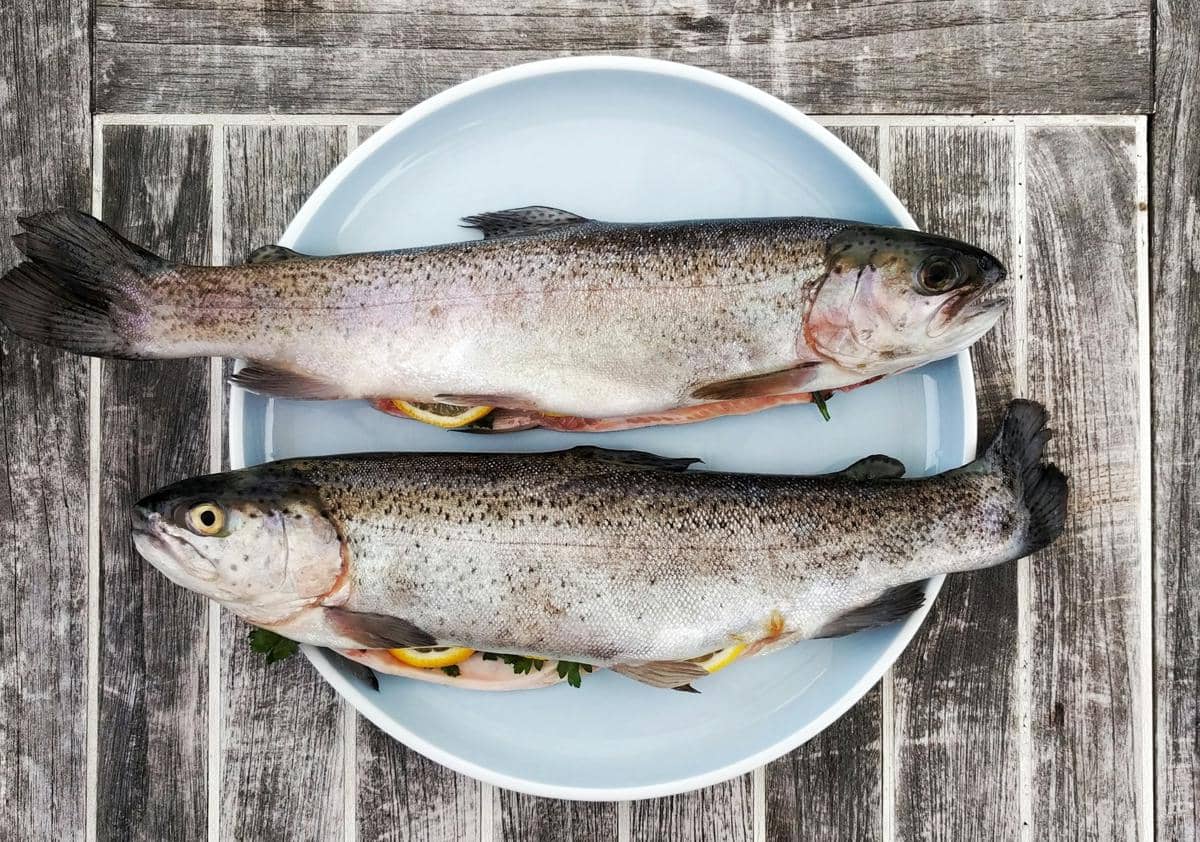 ilustrasi ikan trout