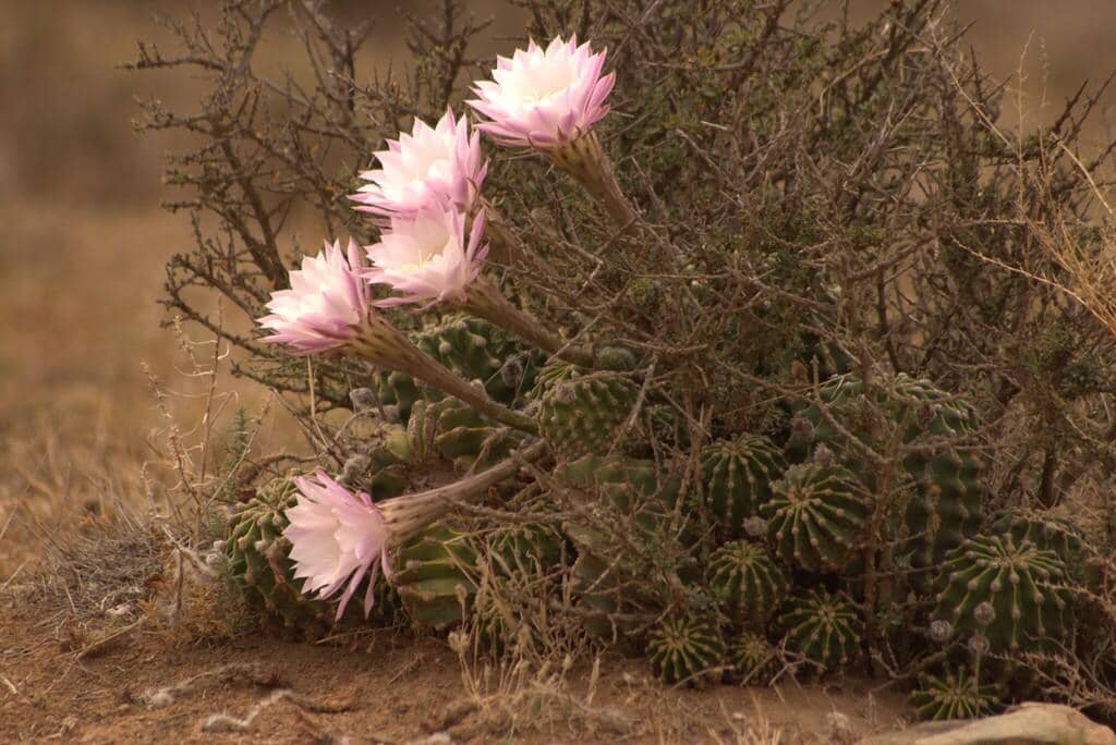 Bunga Echinopsis oxygona