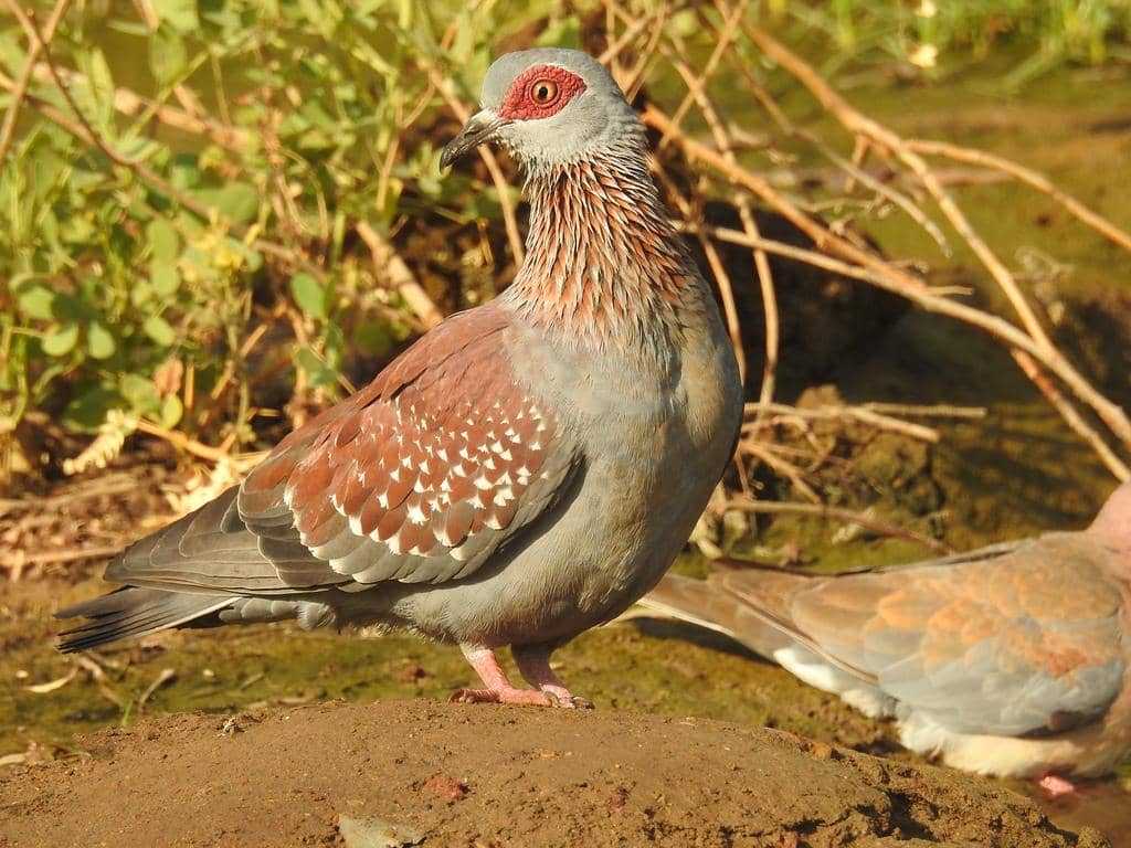 Merpati Columba guinea