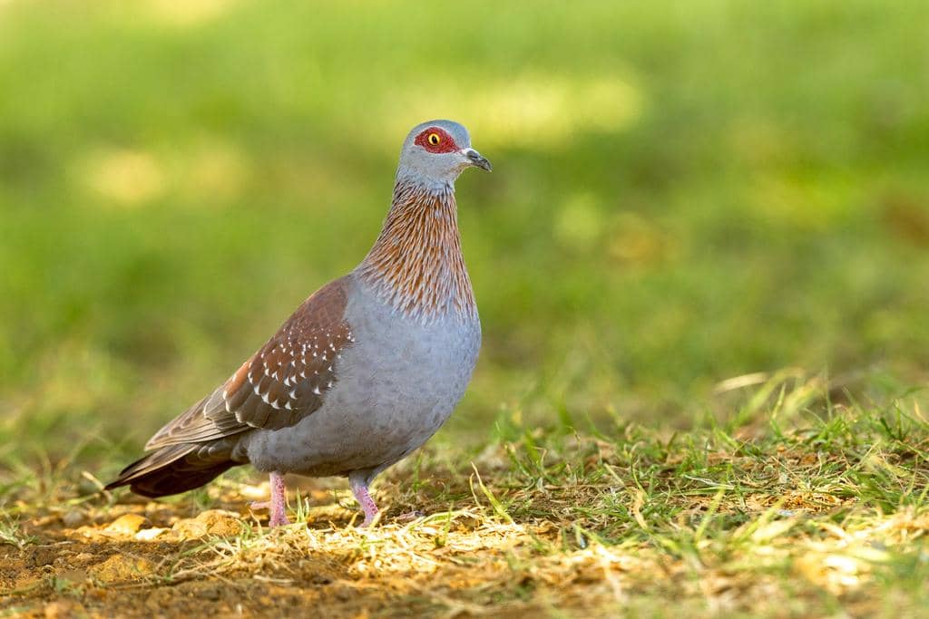 Merpati Columba guinea