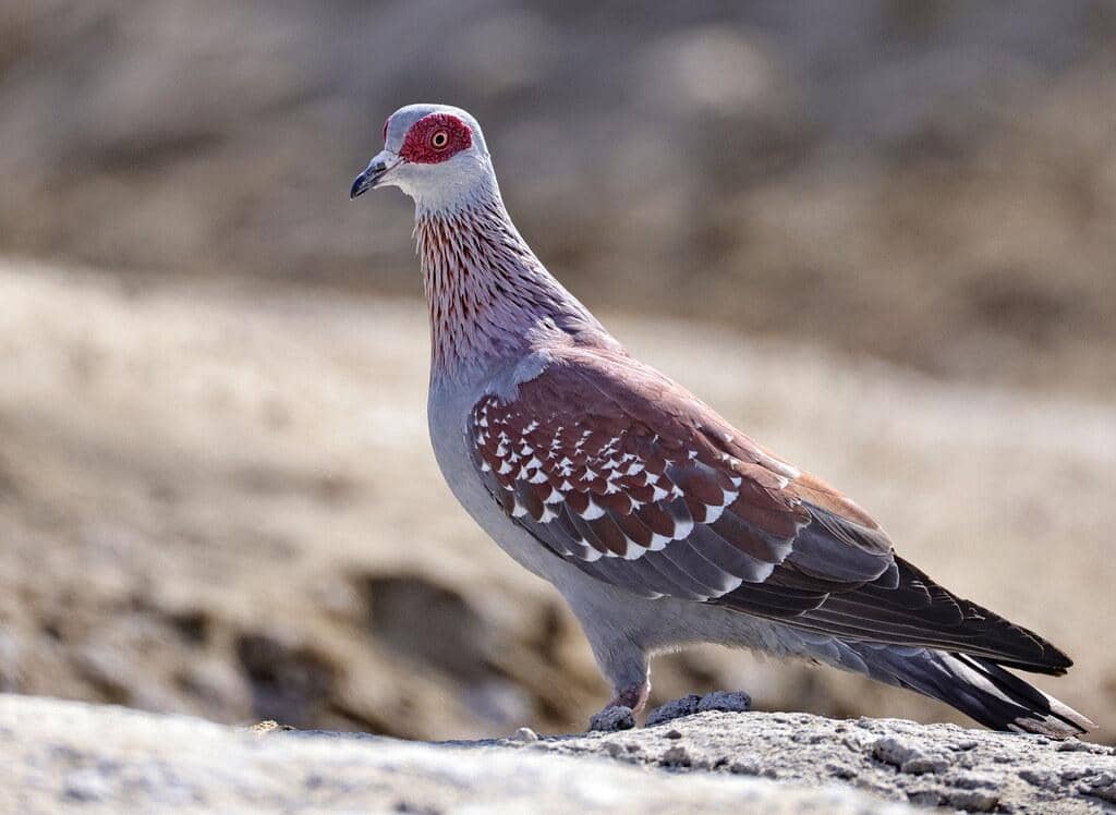 Merpati Columba guinea
