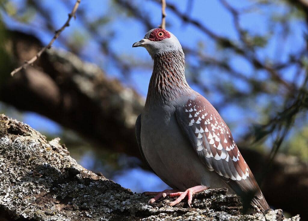 Merpati Columba guinea