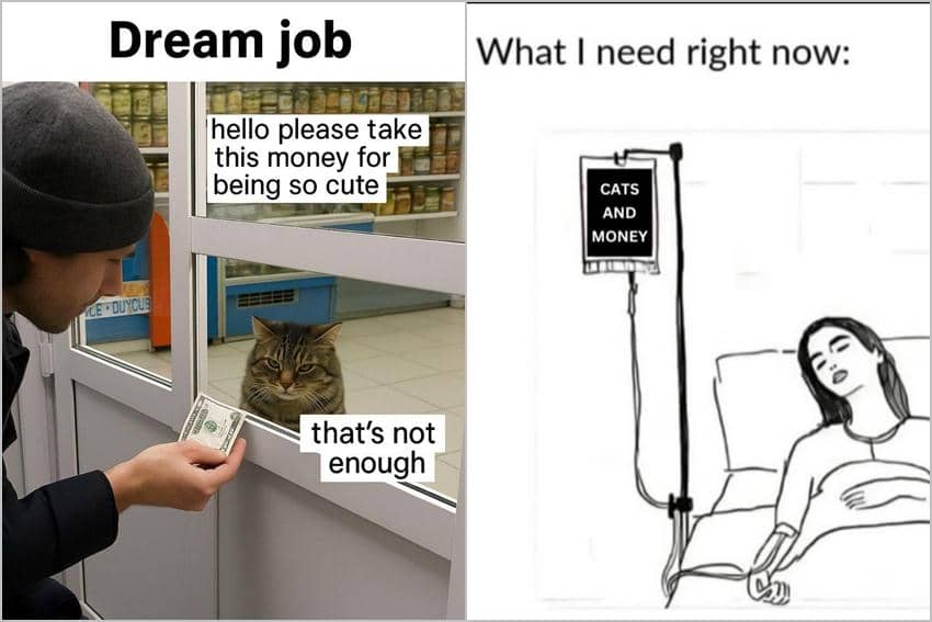 8 Meme Kucing tentang Uang, Ternyata Doyan Duit Juga!