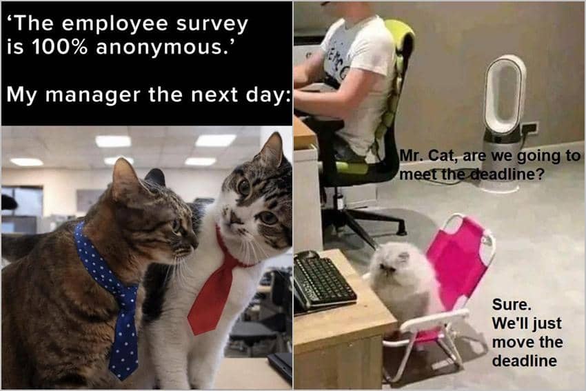 8 Meme Kucing tentang Karyawan, Kerjaan Mepet Deadline