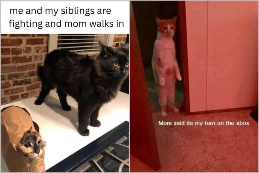 8 Meme Kucing tentang Saudara, Sering Berantem Gak Jelas