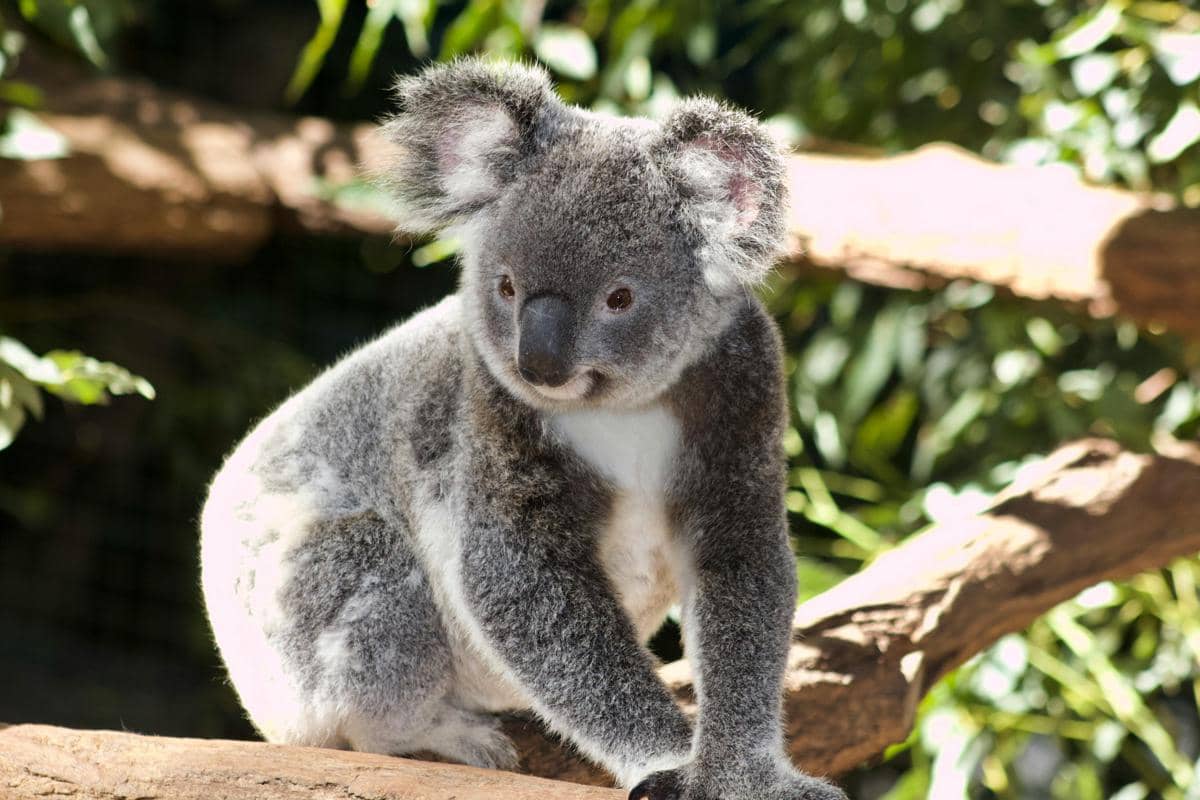 Benarkah Koala Memiliki Sidik Jari Persis Seperti Manusia?