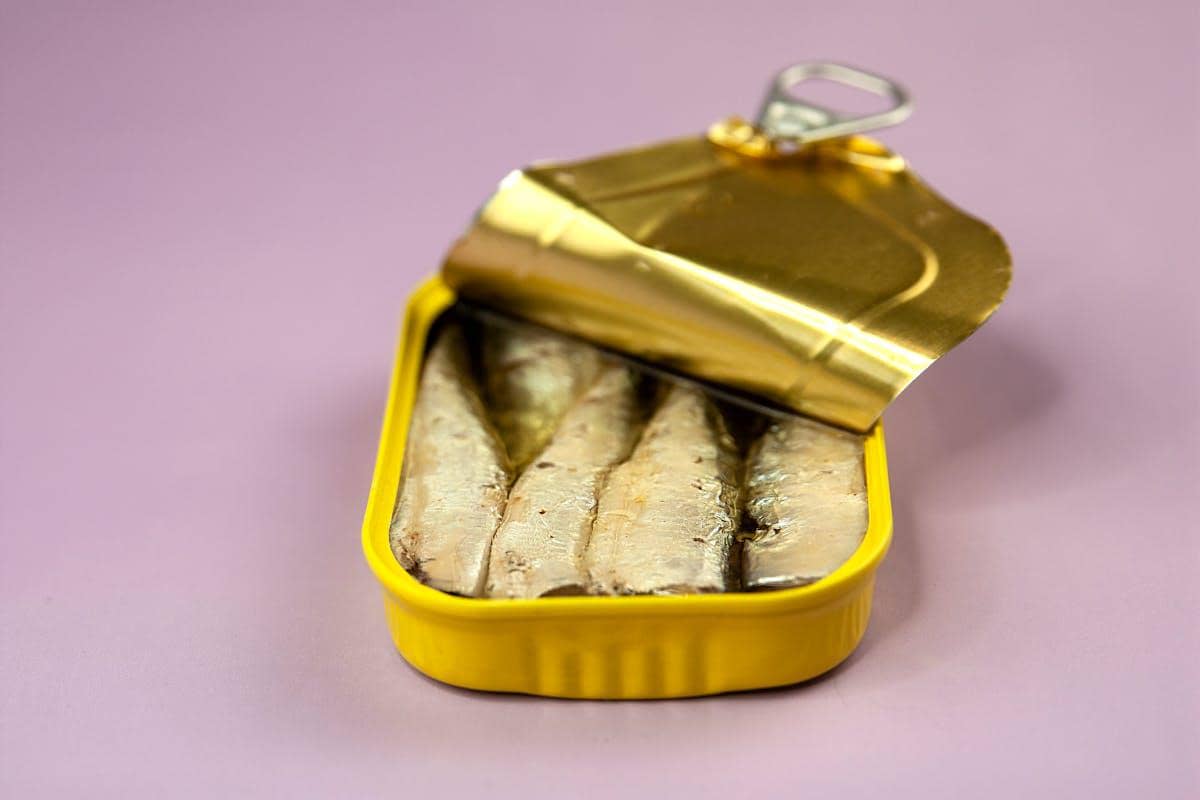 ilustrasi ikan sarden