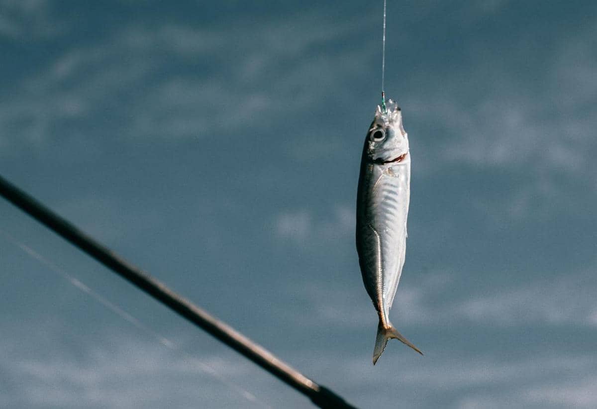 ilustrasi ikan makarel atlantik