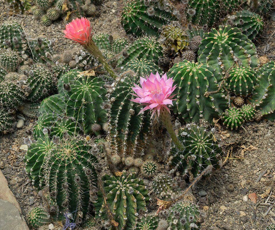 Bunga Echinopsis oxygona