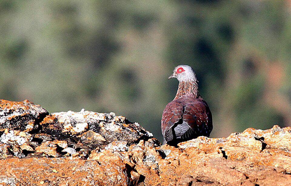 Merpati Columba guinea