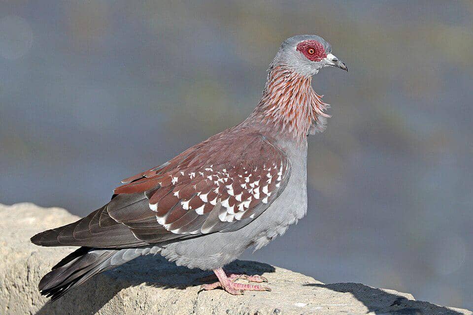 5 Fakta Menarik Speckled Pigeon, Merpati Berbintik Unik dari Afrika 